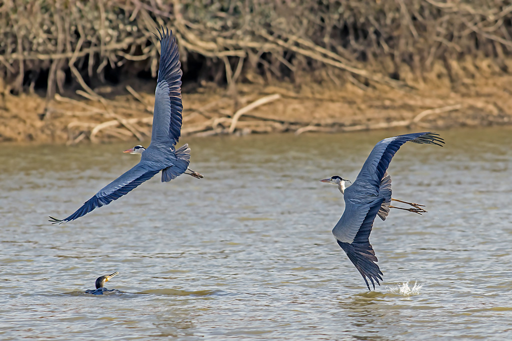 photo57_heron_cendre(0130).jpg