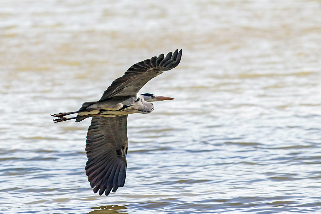 photo58_heron_cendre(0151).jpg