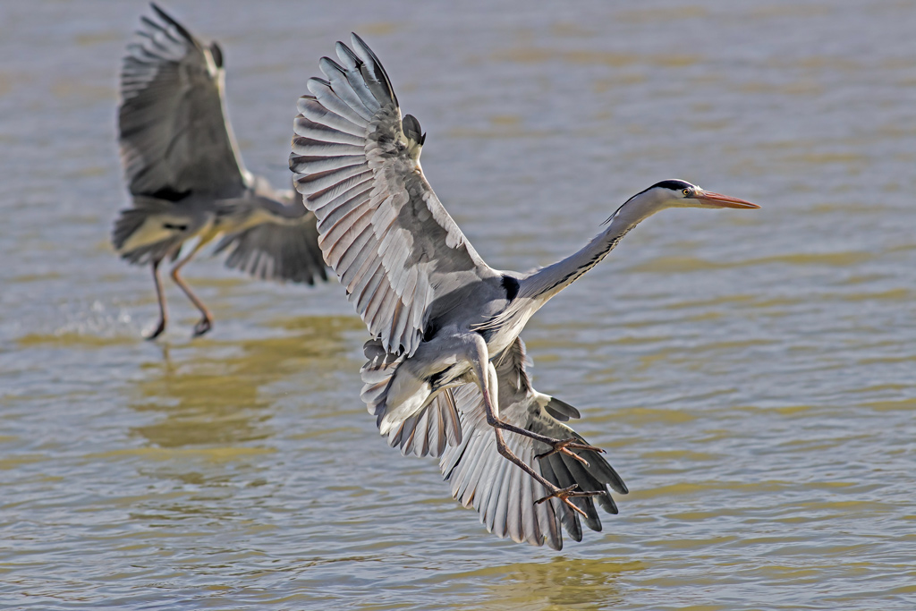 photo59_heron_cendre(0182).jpg