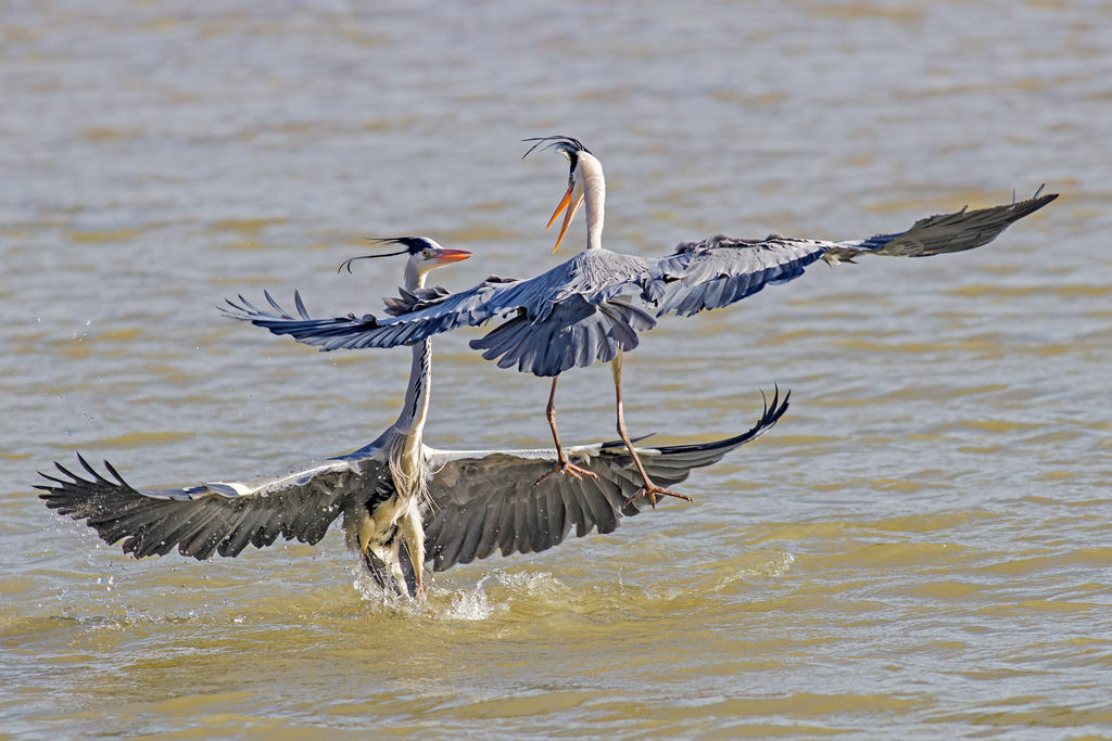 photo60_heron_cendre(0190).jpg
