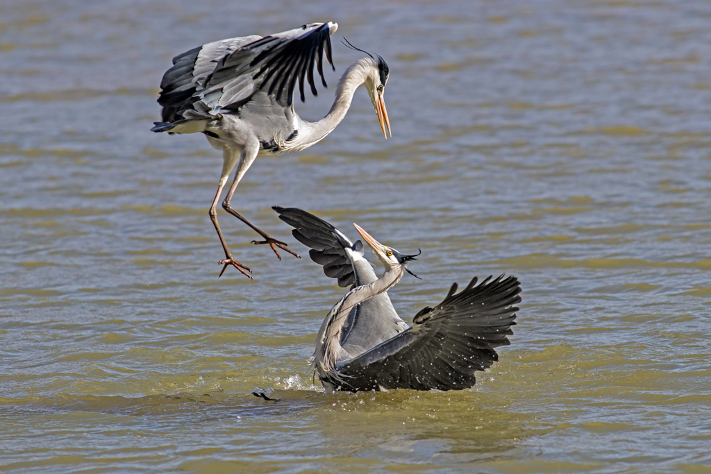 photo61_heron_cendre(0191).jpg