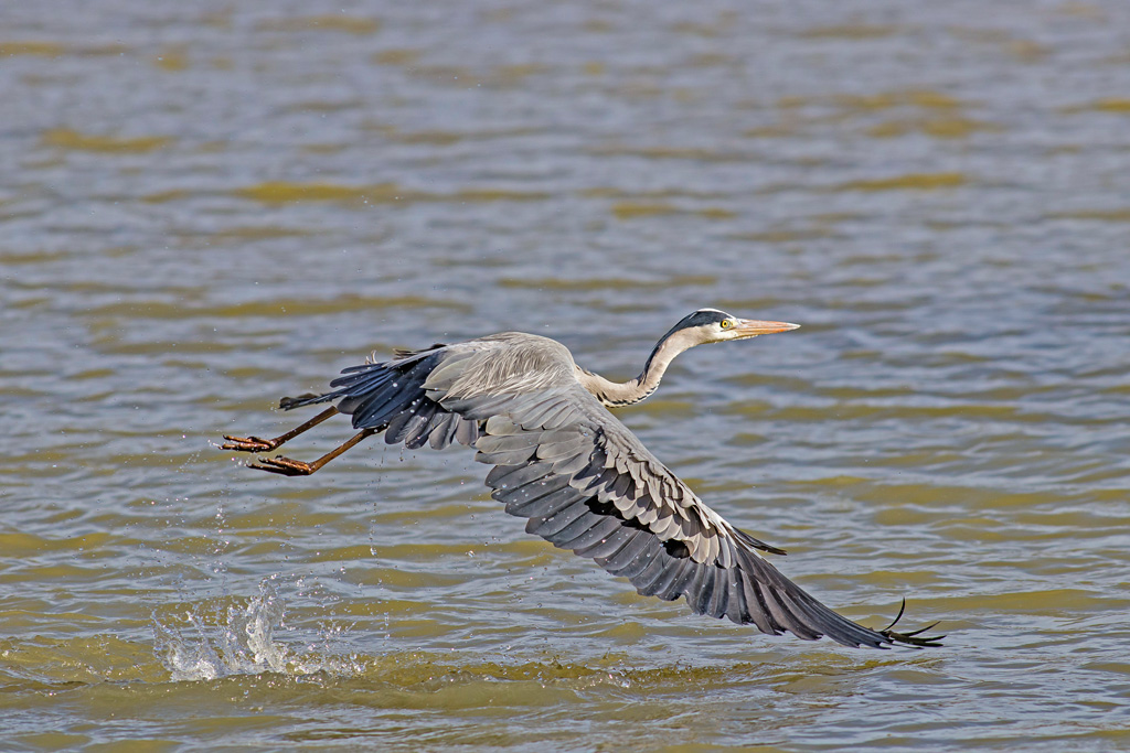 photo62_heron_cendre(0197).jpg