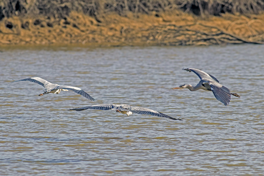 photo63_heron_cendre(0199).jpg