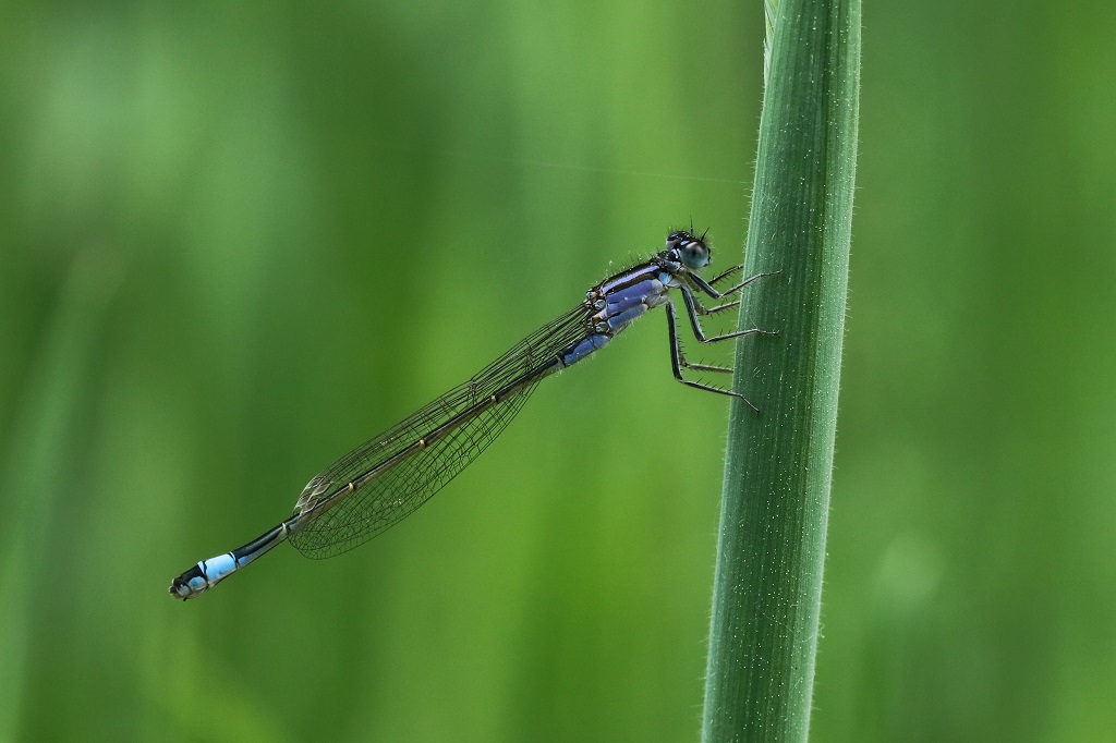 4 IMG_VIOLACEA.JPG