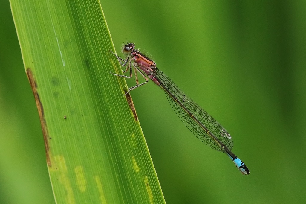 5 IMG_RUFESCENS.JPG