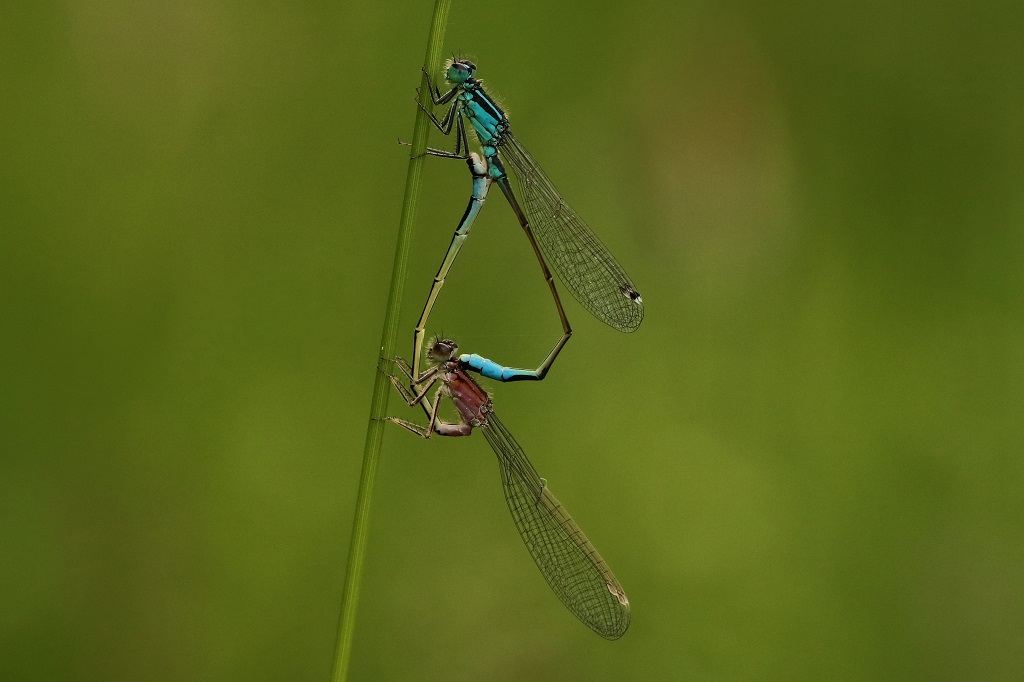 12 IMG_RUFESCENS.JPG