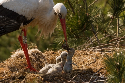 cigogne.jpg