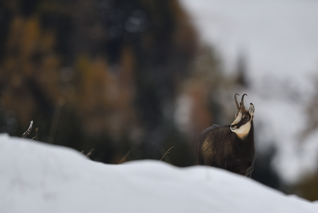 DS5_3632.jpg