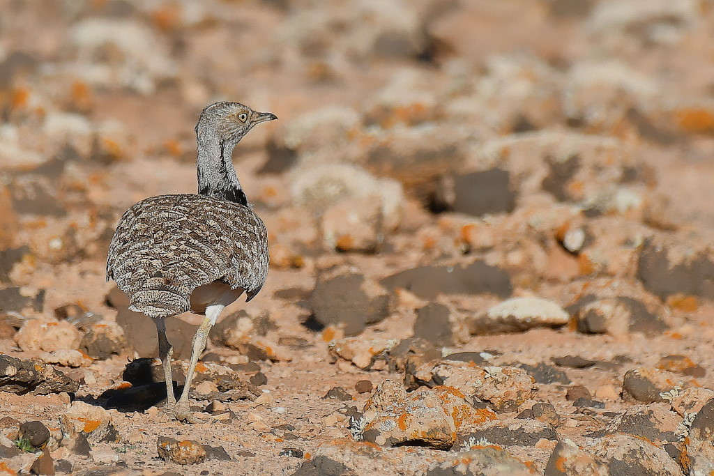 DSC_9455-001.JPG