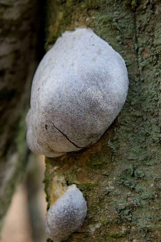 Reticularia lycoperdon  = Enteridium lycoperdon  1 Jacques Rivière.jpg