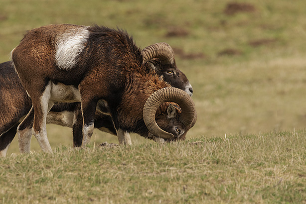 Mouflons1.jpg