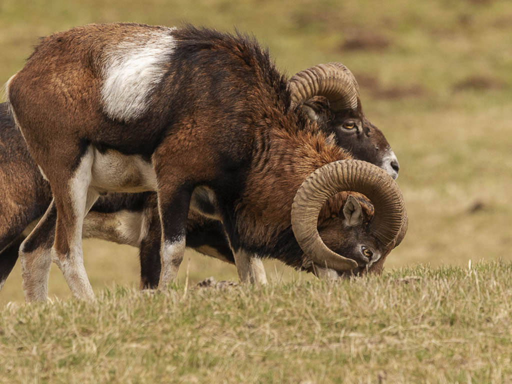 Mouflons1.jpg