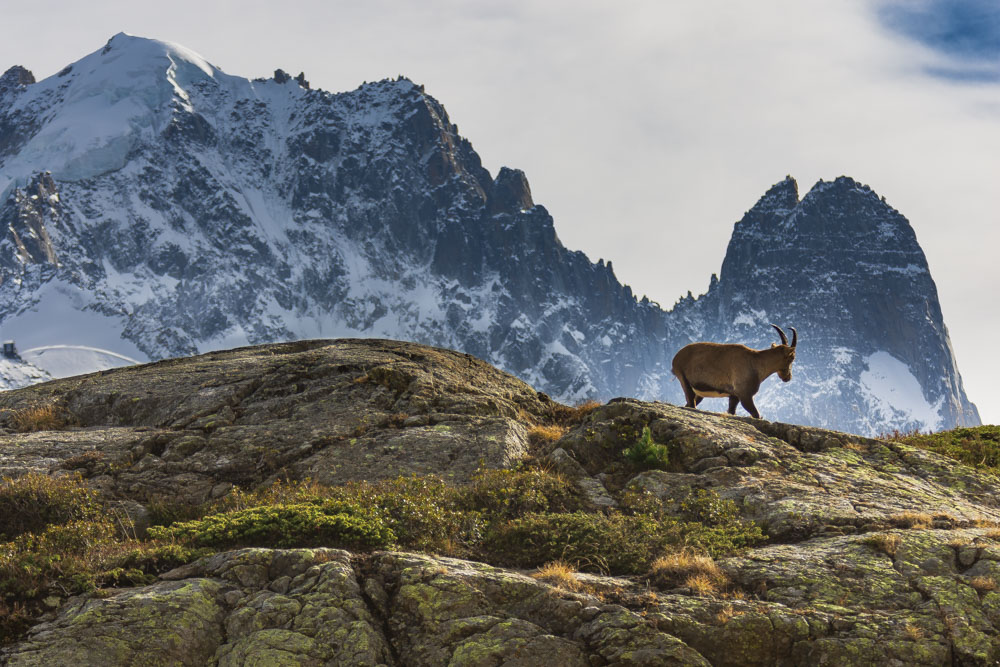 Bouquetin Aiguille verte-1.jpg