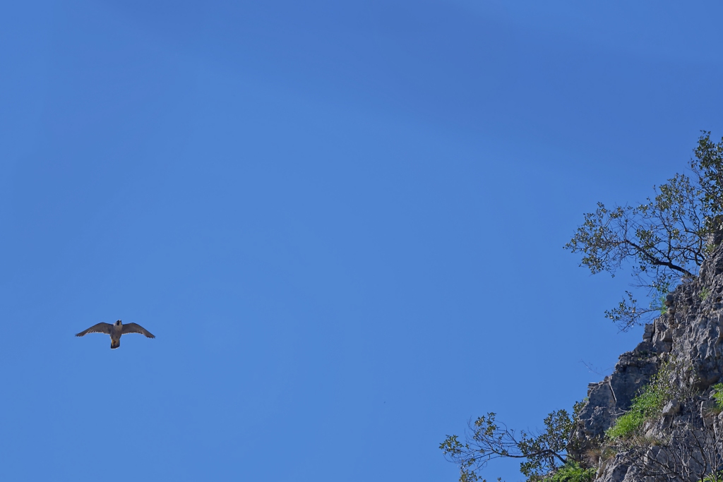 DSC_7347_DxO.jpg