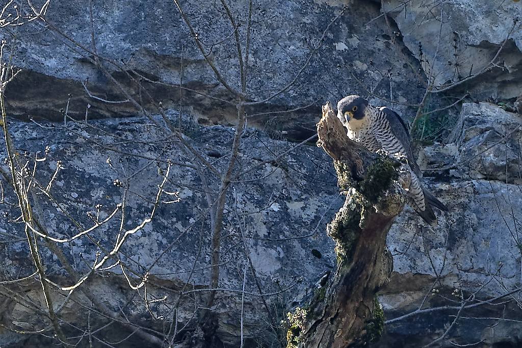 DSC_7376_DxO.jpg