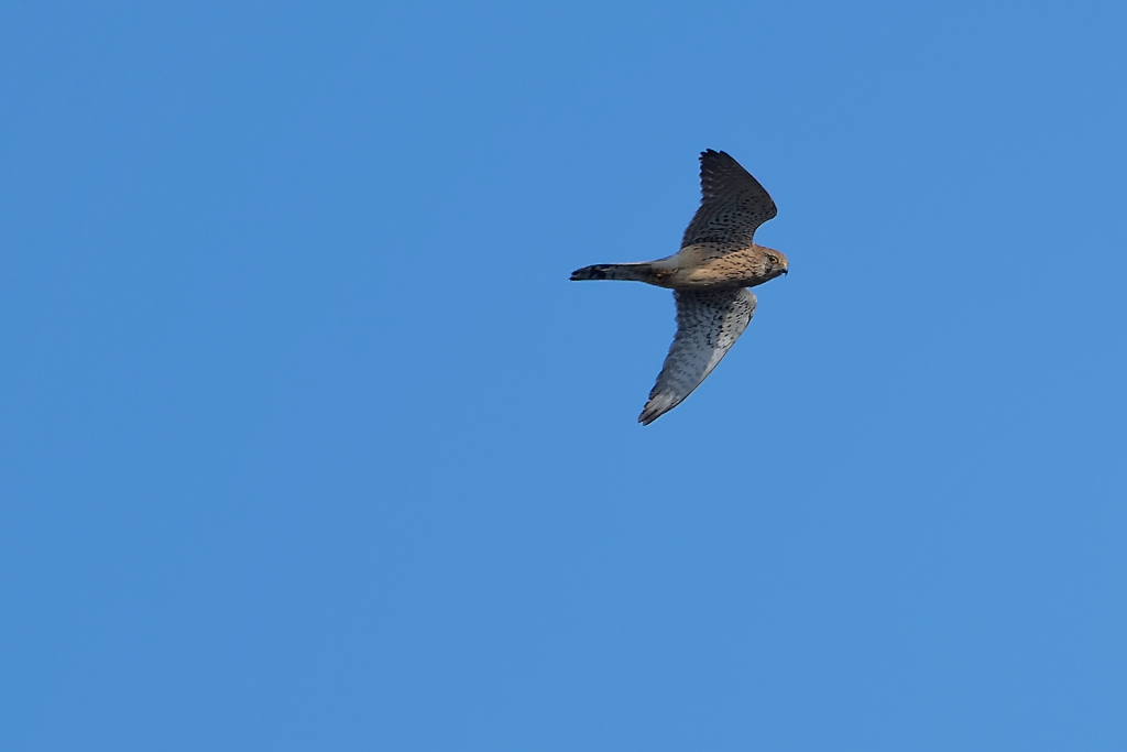 DSC_7441_DxO.jpg