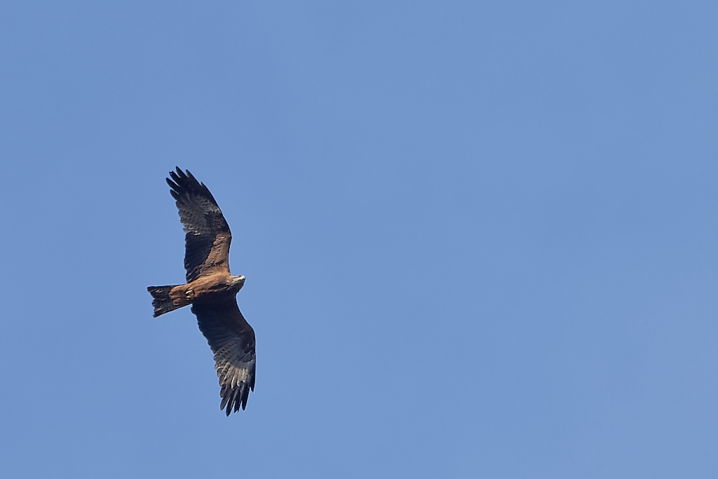 DSC_7495_DxO.jpg