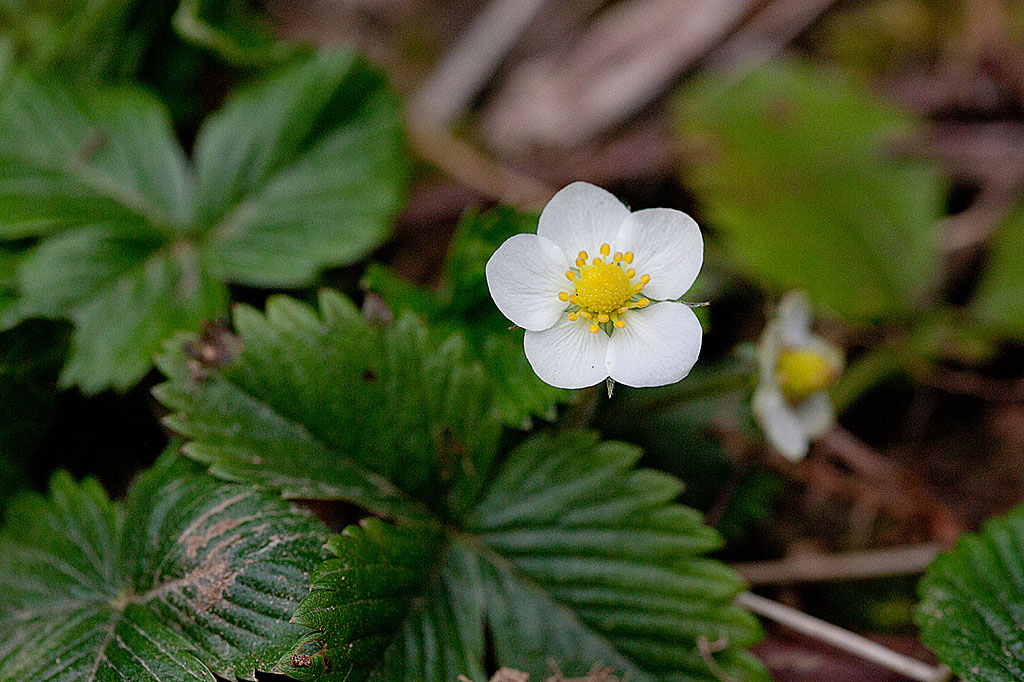 Fragaria vesca IN.jpg