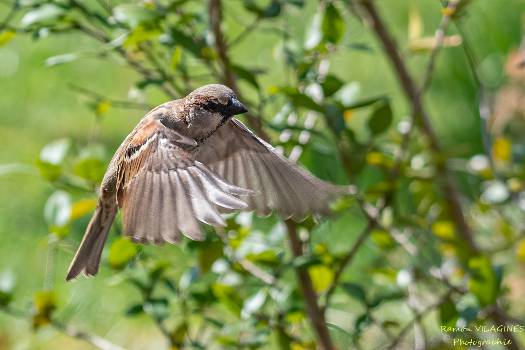 _DSC4529-ps-1.jpg