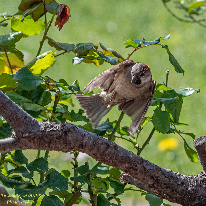 _DSC4567-ps.jpg
