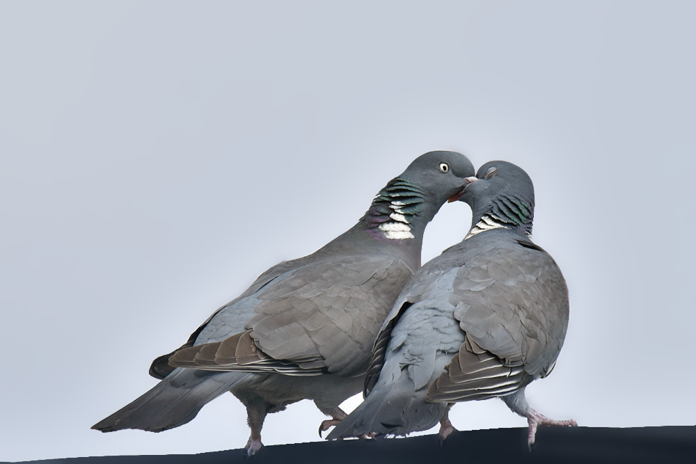 pigeons.jpg