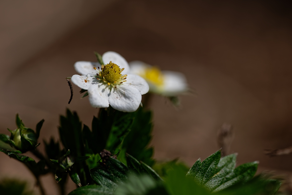 DSC_7628_DxO.jpg