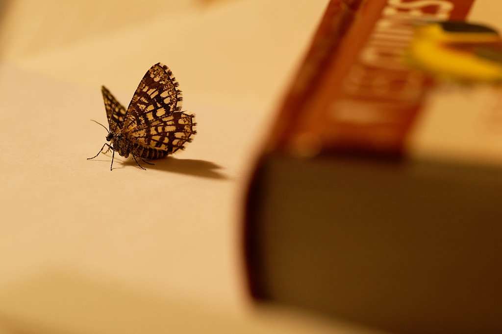 DSC_7705_DxO.jpg