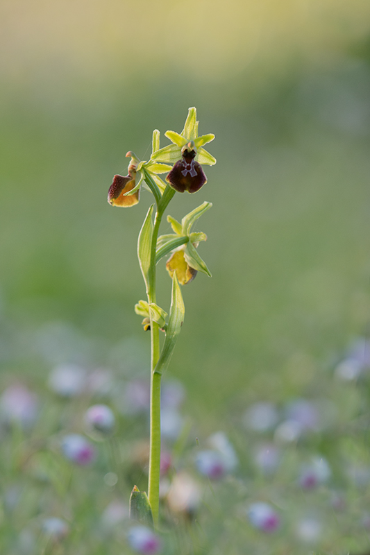 69-Ophrys arachnitiformis-1.jpg