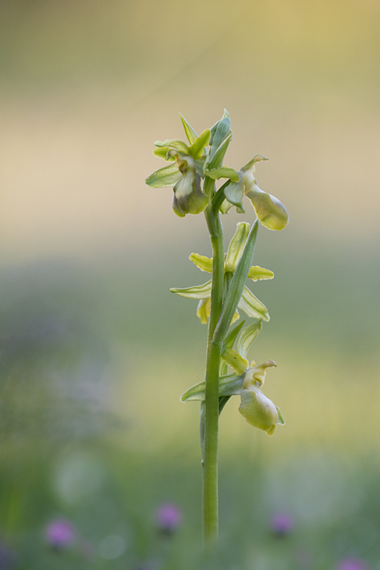 70-Ophrys arachnitiformis-hypochrome.jpg