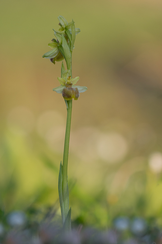 71-Ophrys arachnitiformis-intermédiaire.jpg