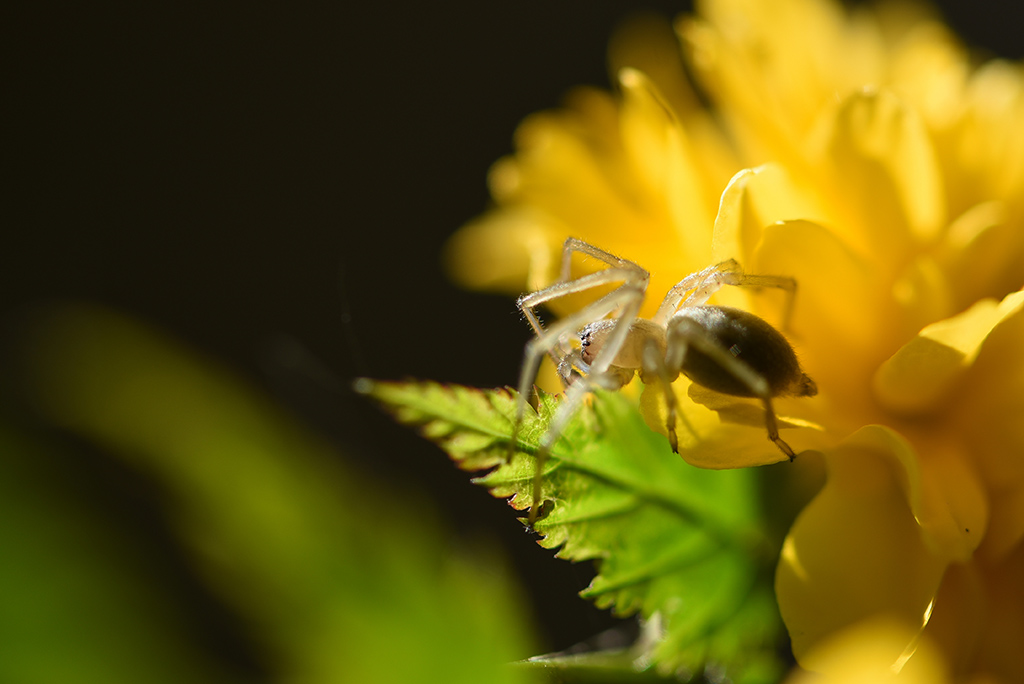 DSC_7450 2.jpg
