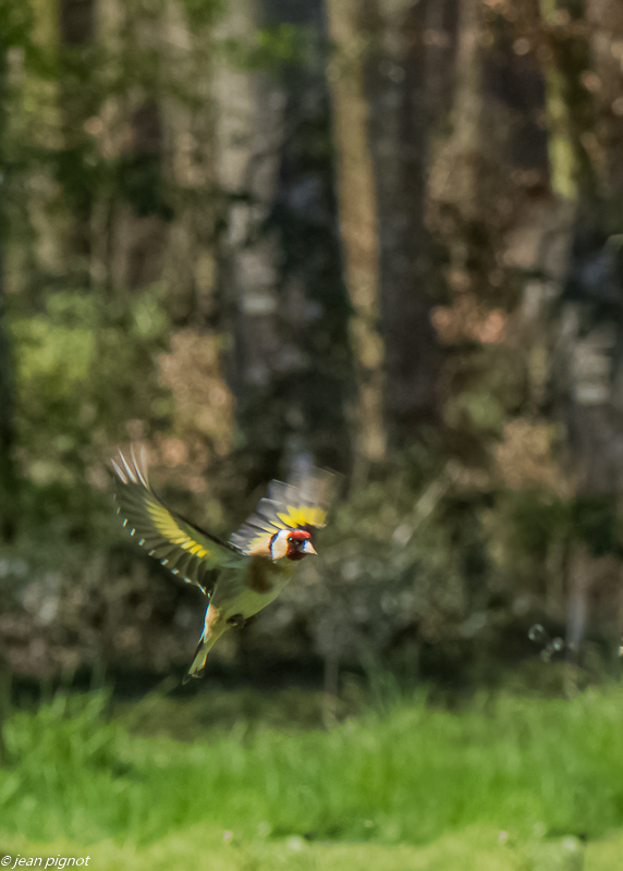 chardonneret en vol 3 2020-9797.jpg