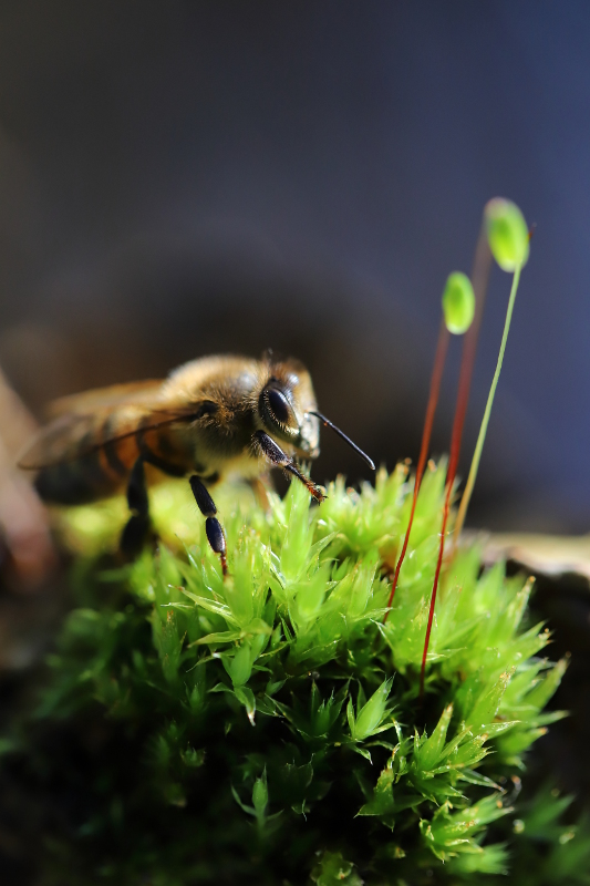 Abeille domestique I&N.JPG