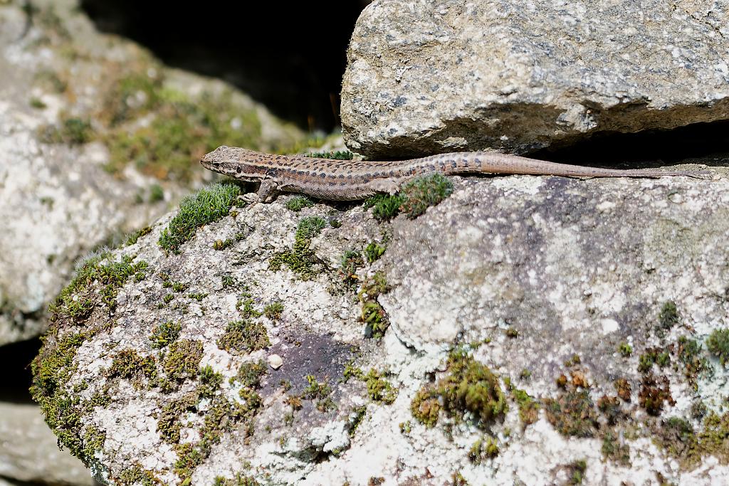 DSC_7603_DxO.jpg