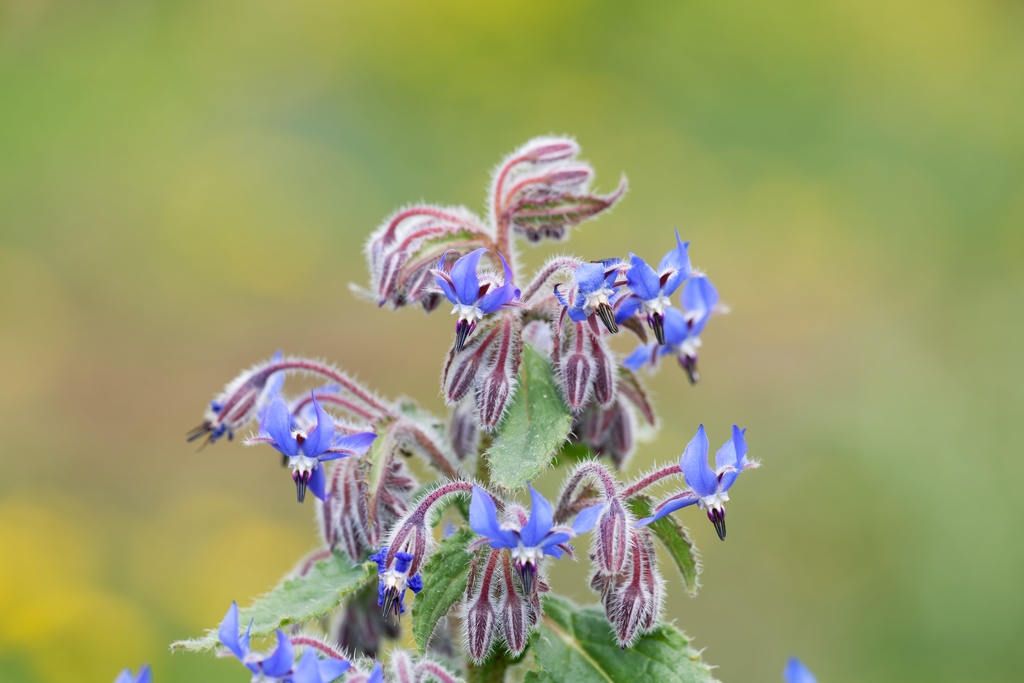 DSC_7644_DxO.jpg