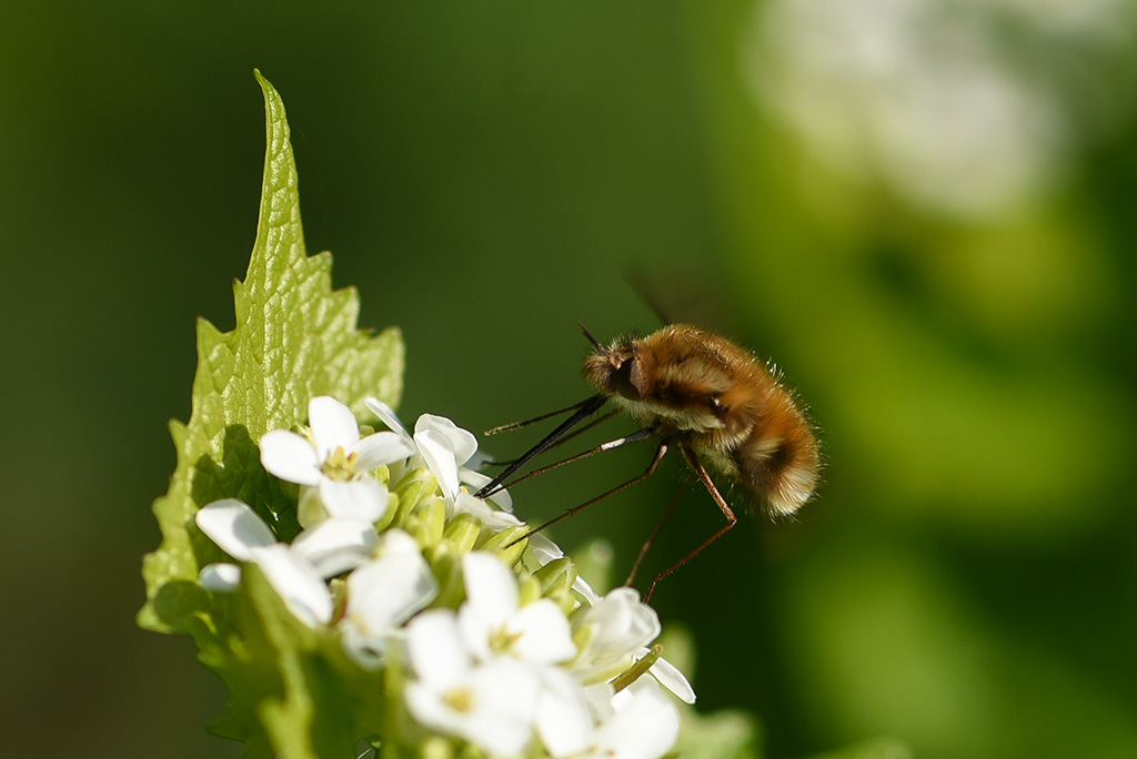 DSC_7493 copie.jpg