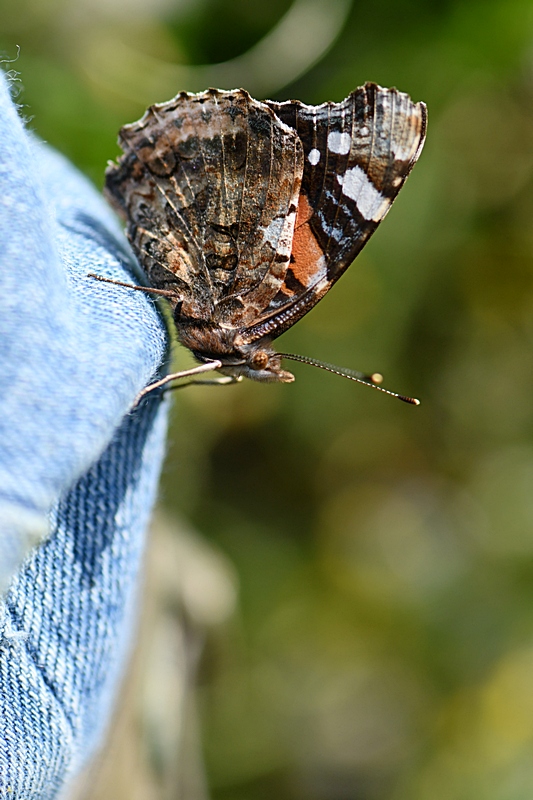 DSC_6220.jpg