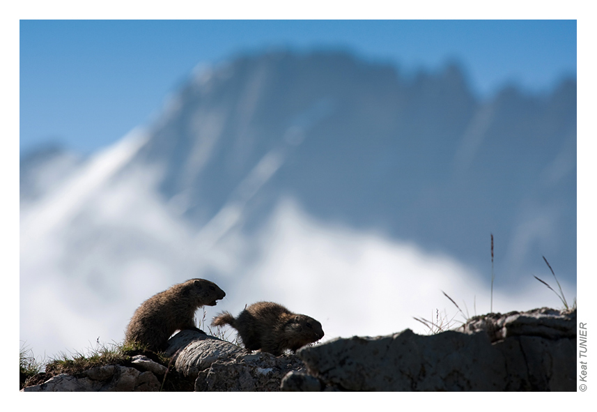 080728-Marmote-17.jpg