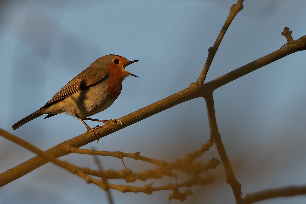 DSC_3023_DxO.jpg