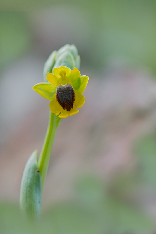 140-Ophrys lutea.jpg