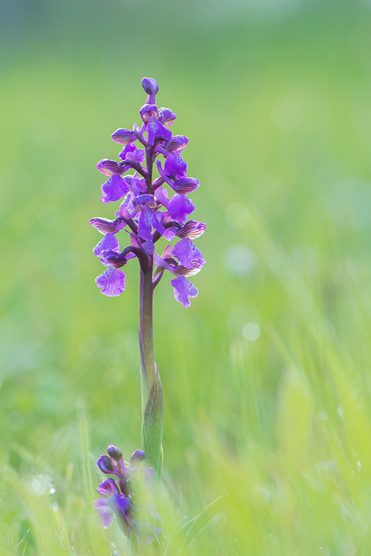 141-Orchis morio.jpg