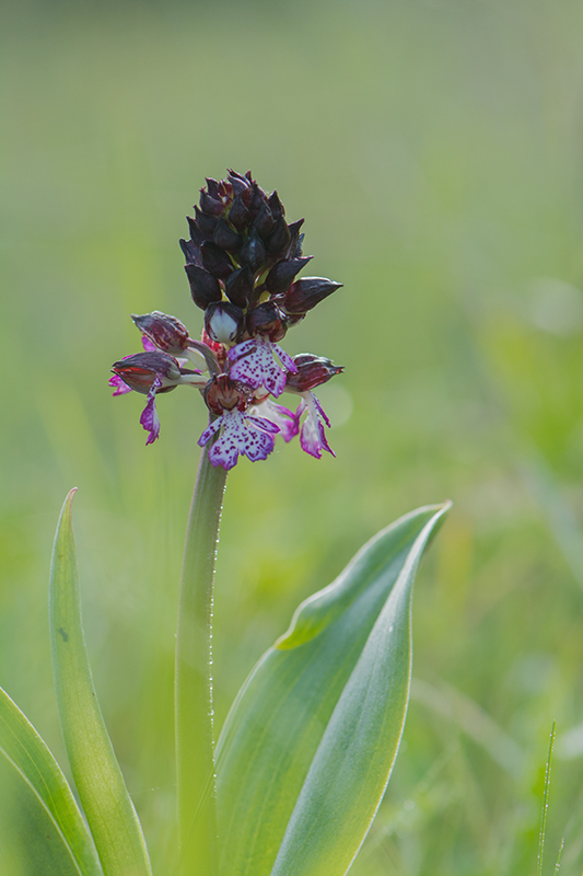 142-Orchis pourpre.jpg