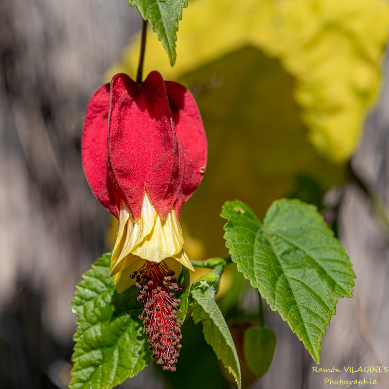 _D756929-ps.jpg