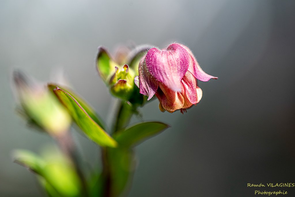 _D756956-ps.jpg