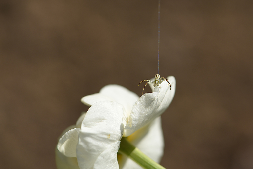 DSC_7664 copie.JPG