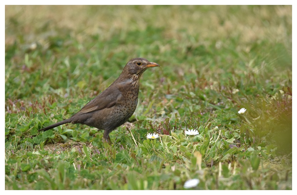 DSC_7268.JPG