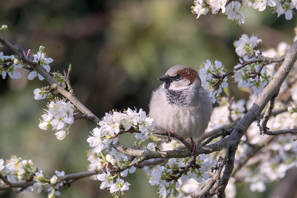 moineau 1.jpg