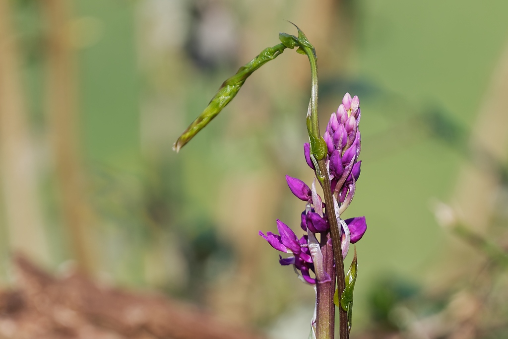 DSC_3045_DxO.jpg