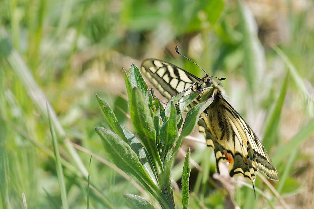 DSC_3051_DxO.jpg