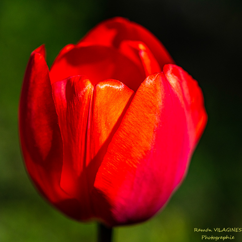 _D756958-ps.jpg
